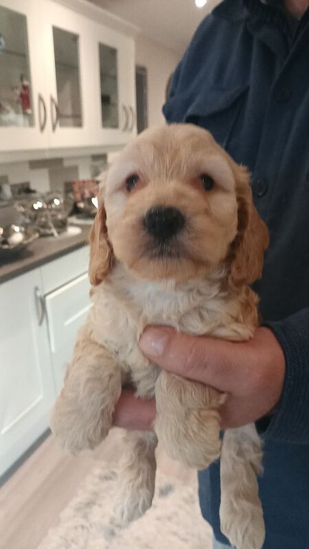 Cockapoo Puppies F1 rare!!!. - Image 5 of 11