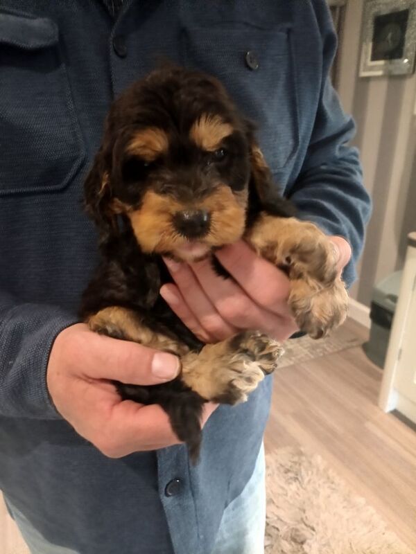 Cockapoo Puppies F1 rare!!!. - Image 6 of 11