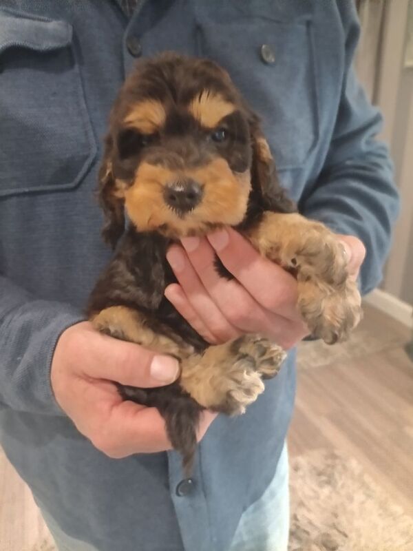 Cockapoo Puppies F1 rare!!!. - Image 7 of 11