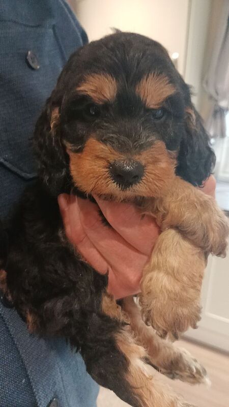 Cockapoo Puppies F1 rare!!!. - Image 8 of 11