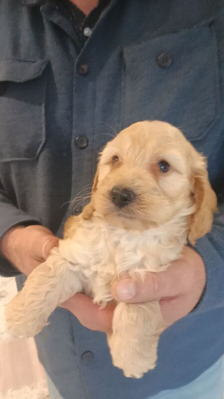 Cockapoo Puppies F1 rare!!!. - Image 9 of 11