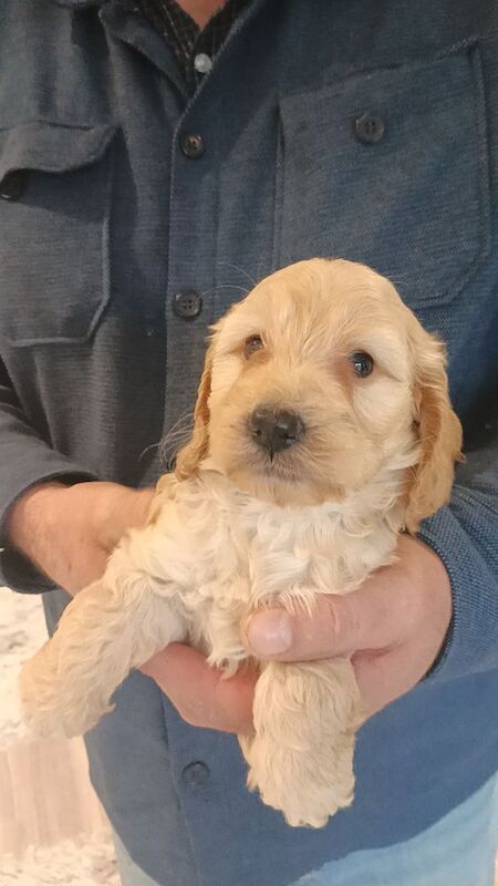 Cockapoo Puppies F1 rare!!!. - Image 10 of 11