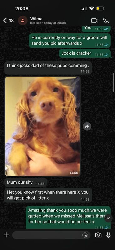 Cockapoo Puppies F1 rare!!!. - Image 11 of 11