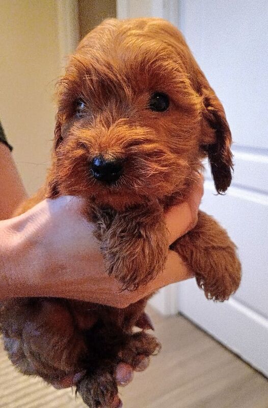 Kennel Club Registered Cockapoo Puppies For Sale