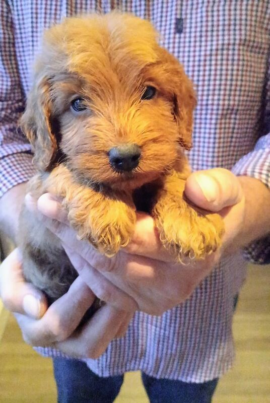 Cockapoo puppies for sale in Glenrothes, Fife – KC registered, 10 weeks old - Image 2 of 4