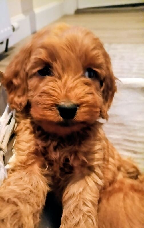 Cockapoo puppies for sale in Glenrothes, Fife – KC registered, 10 weeks old - Image 3 of 4