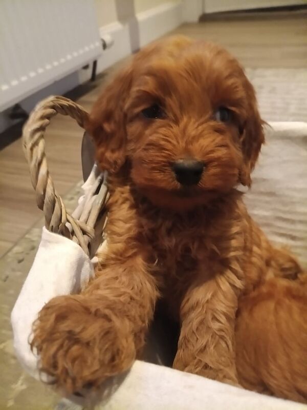 Cockapoo puppies for sale in Glenrothes, Fife – KC registered, 10 weeks old - Image 4 of 4