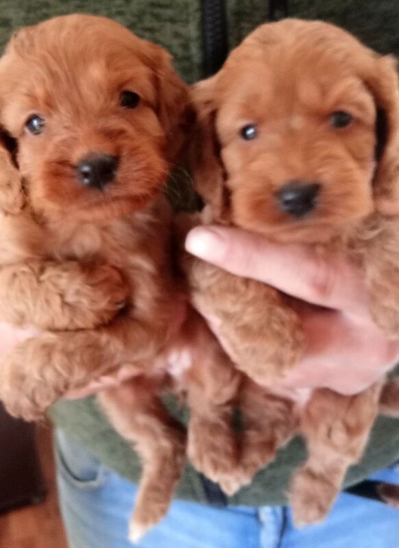 Cockapoo puppies for sale in Glenrothes, Fife – 5 weeks old