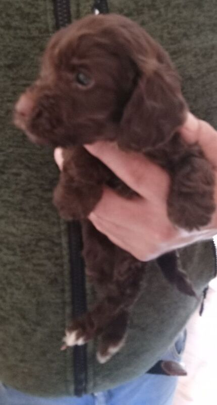 Cockapoo puppies for sale in Glenrothes, Fife – 5 weeks old - Image 2 of 8