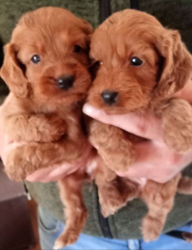 Cockapoo puppies for sale in Glenrothes, Fife – 5 weeks old - Image 3 of 8