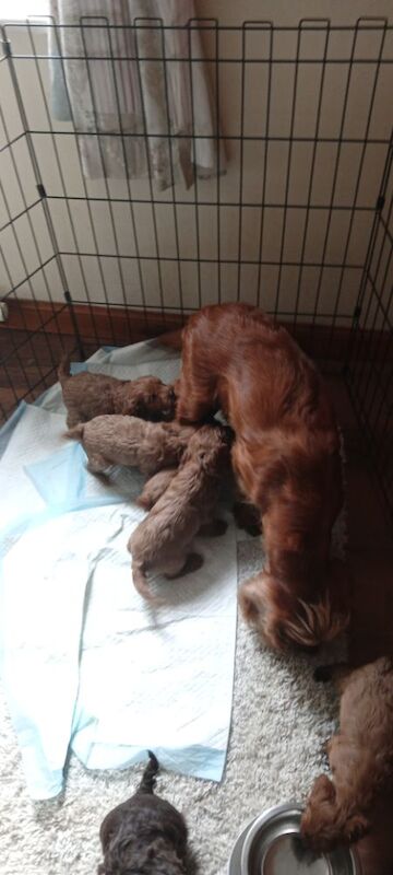 Cockapoo puppies for sale in Glenrothes, Fife – 5 weeks old - Image 4 of 8