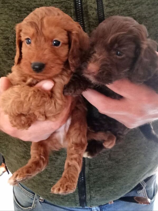 Cockapoo puppies for sale in Glenrothes, Fife – 5 weeks old - Image 5 of 8