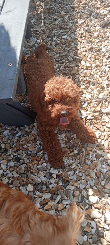 Cockapoo puppies for sale in Glenrothes, Fife – 5 weeks old - Image 6 of 8