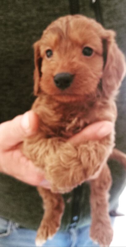 Cockapoo puppies for sale in Glenrothes, Fife – 5 weeks old - Image 7 of 8