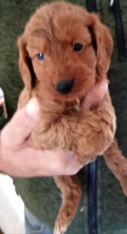 Cockapoo puppies for sale in Glenrothes, Fife – 5 weeks old - Image 8 of 8