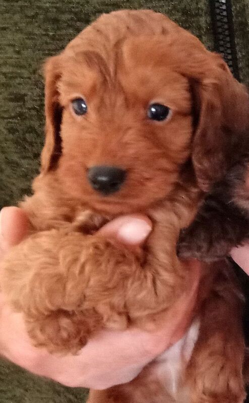 Cockapoo puppies for sale in Glenrothes, Fife – 5 weeks old