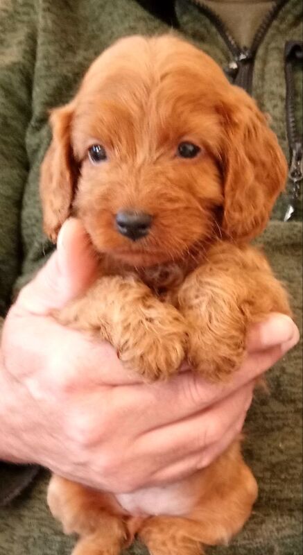 Cockapoo puppies for sale in Glenrothes, Fife – 6 weeks old