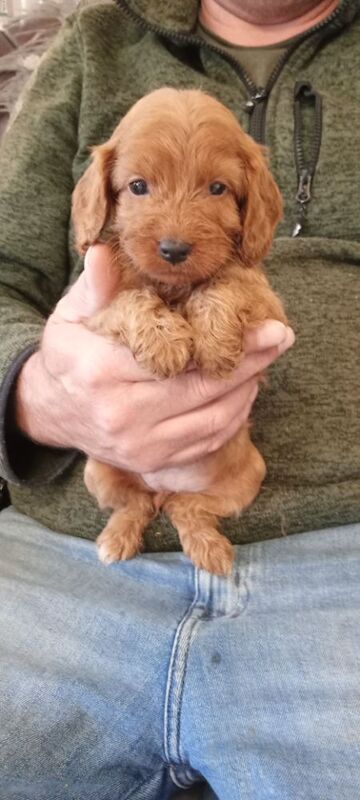 Cockapoo puppies for sale in Glenrothes, Fife – 6 weeks old - Image 2 of 10