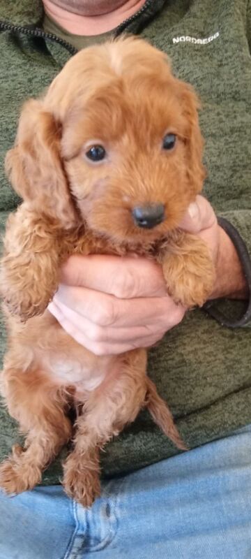 Cockapoo puppies for sale in Glenrothes, Fife – 6 weeks old - Image 3 of 10
