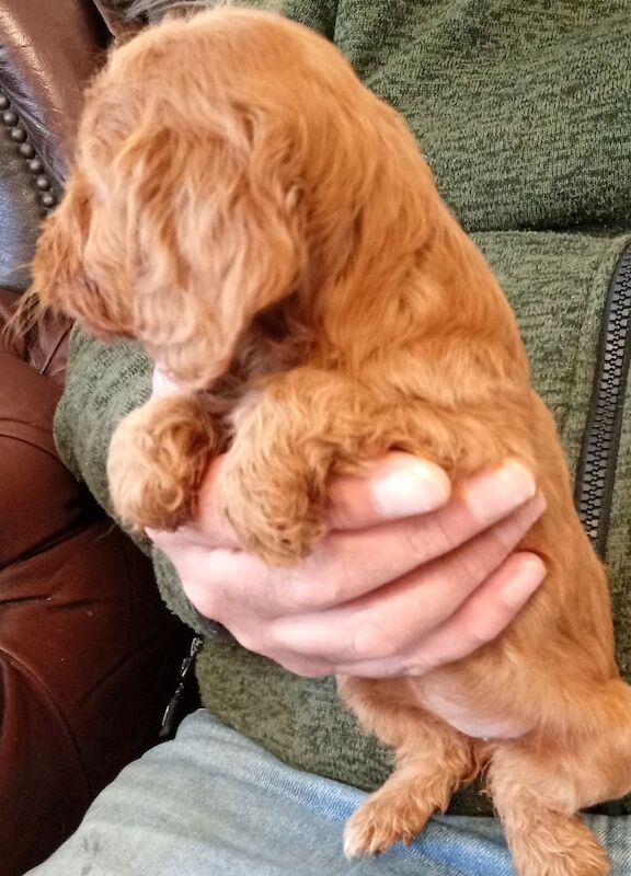 Cockapoo puppies for sale in Glenrothes, Fife – 6 weeks old - Image 4 of 10
