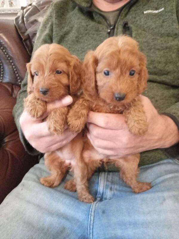 Cockapoo puppies for sale in Glenrothes, Fife – 6 weeks old - Image 8 of 10