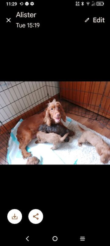 Cockapoo puppies for sale in Glenrothes, Fife – 6 weeks old - Image 9 of 10