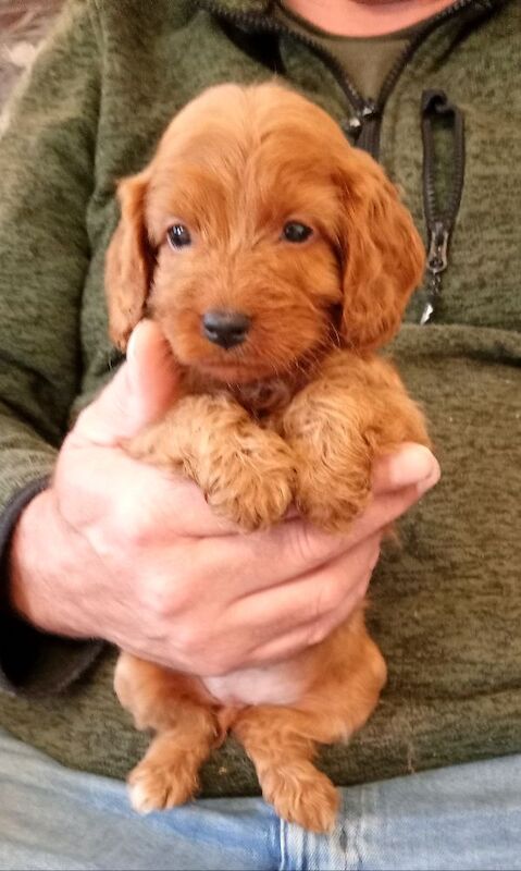 Cockapoo puppies for sale in Glenrothes, Fife – 6 weeks old - Image 10 of 10