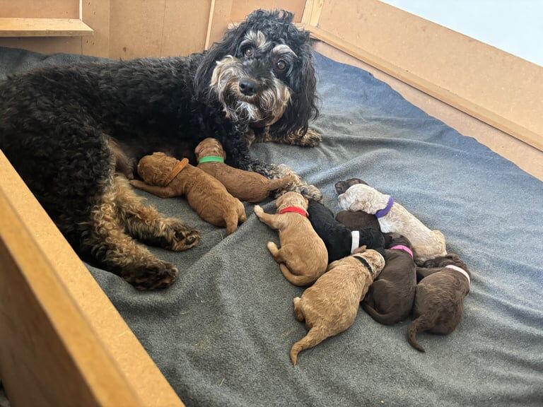 Cockapoo puppies for sale in Northallerton, North Yorkshire – 1 week old