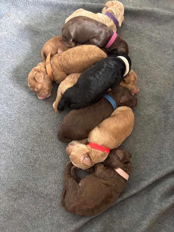 Cockapoo puppies for sale in Northallerton, North Yorkshire – 1 week old - Image 2 of 3