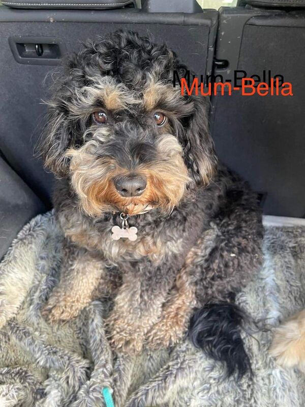 Cockapoo puppies for sale in Northallerton, North Yorkshire – 1 week old - Image 3 of 3