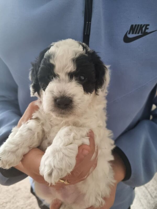 Cockapoo puppies for sale in Pinxton, Derbyshire – 5 weeks old