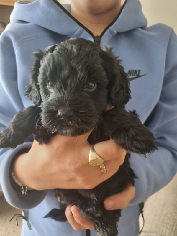 Cockapoo puppies for sale in Pinxton, Derbyshire – 5 weeks old - Image 2 of 3