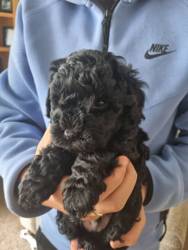 Cockapoo puppies for sale in Pinxton, Derbyshire – 5 weeks old - Image 3 of 3