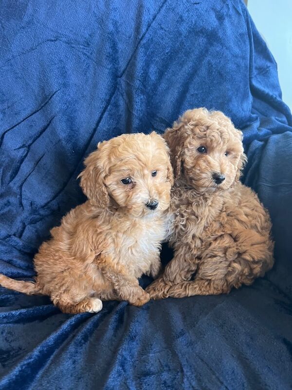 Cockapoo puppies for sale in Dungannon, County Tyrone – 8 weeks old