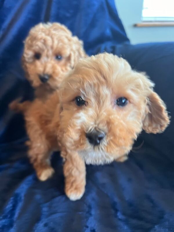 Cockapoo puppies for sale in Dungannon, County Tyrone – 8 weeks old - Image 2 of 3