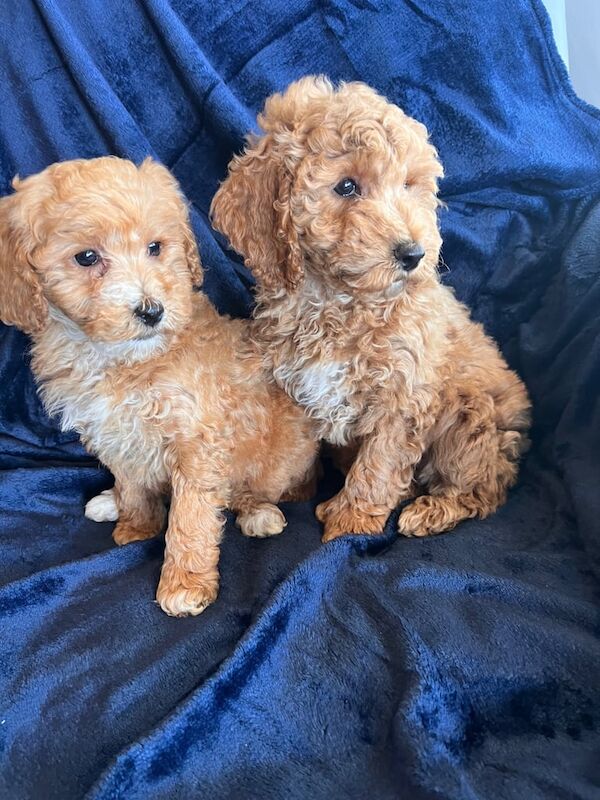 Cockapoo puppies for sale in Dungannon, County Tyrone – 8 weeks old - Image 3 of 3