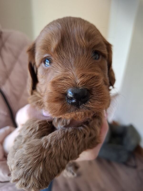 Cockapoo Puppies For Sale