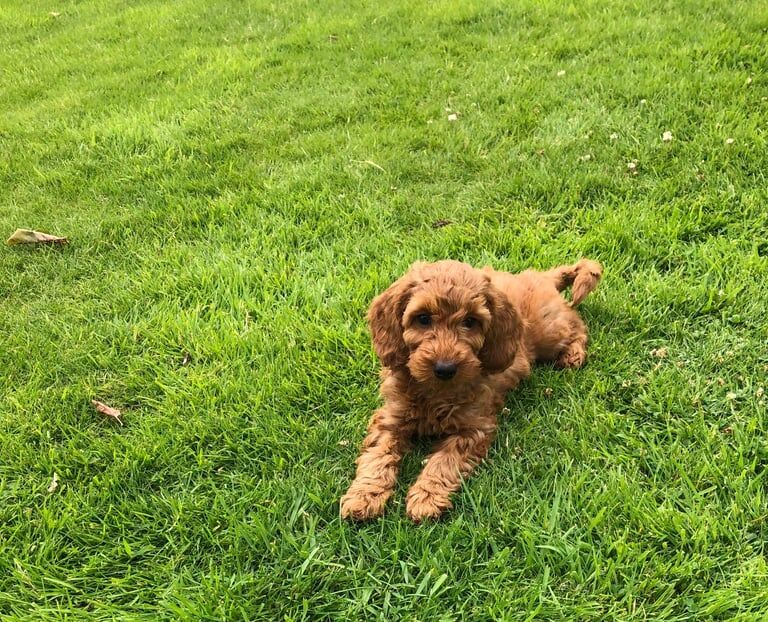 Cockapoo puppies for sale in Kilwinning, Ayrshire and Arran – 8 weeks old