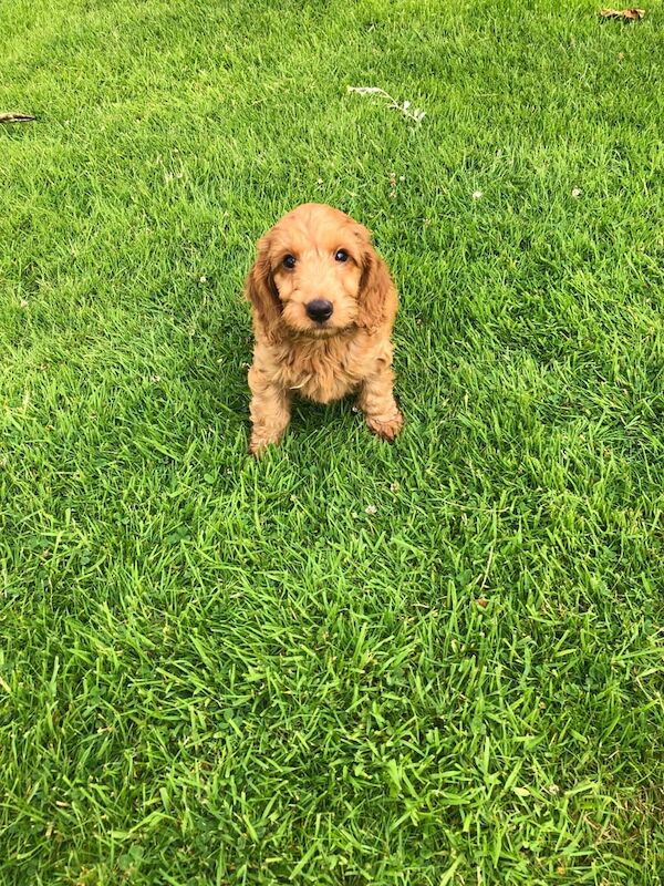 Cockapoo puppies for sale in Kilwinning, Ayrshire and Arran – 11 weeks old - Image 2 of 3