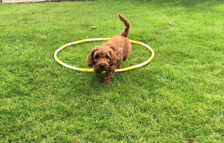 Cockapoo puppies for sale in Kilwinning, Ayrshire and Arran – 11 weeks old - Image 3 of 3