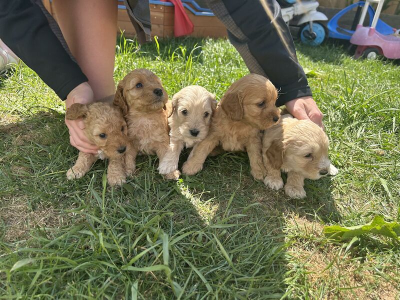 Cockapoo puppies for sale in Newport, Isle of Wight – 2 years old - Image 3 of 9