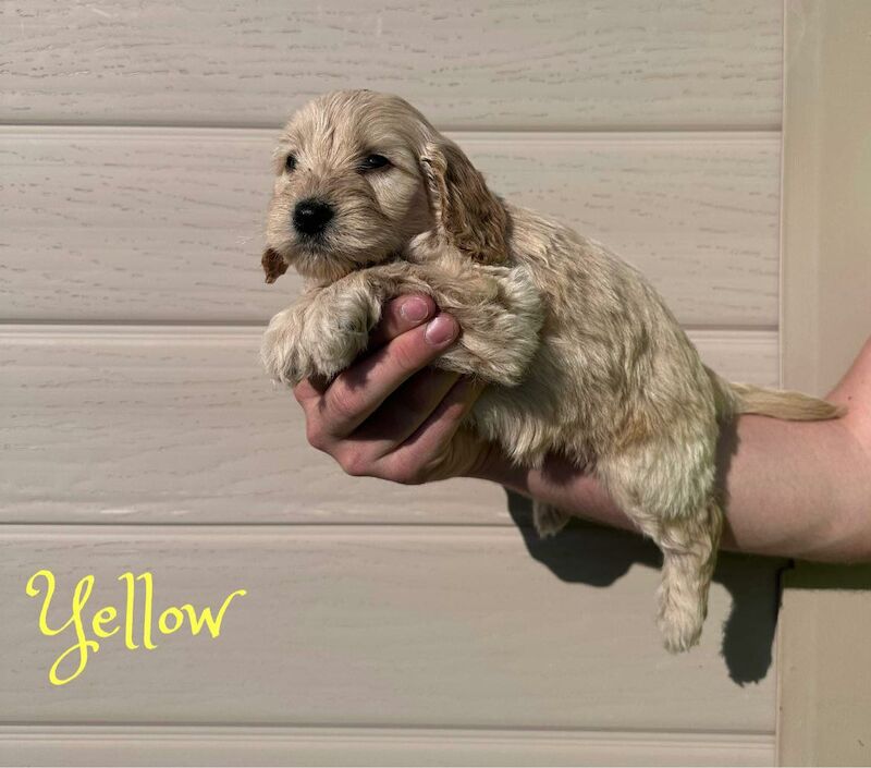 Cockapoo puppies for sale in Newport, Isle of Wight – 2 years old - Image 5 of 9