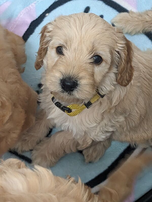 Cockapoo puppies for sale in Newport, Isle of Wight – 2 years old - Image 6 of 9