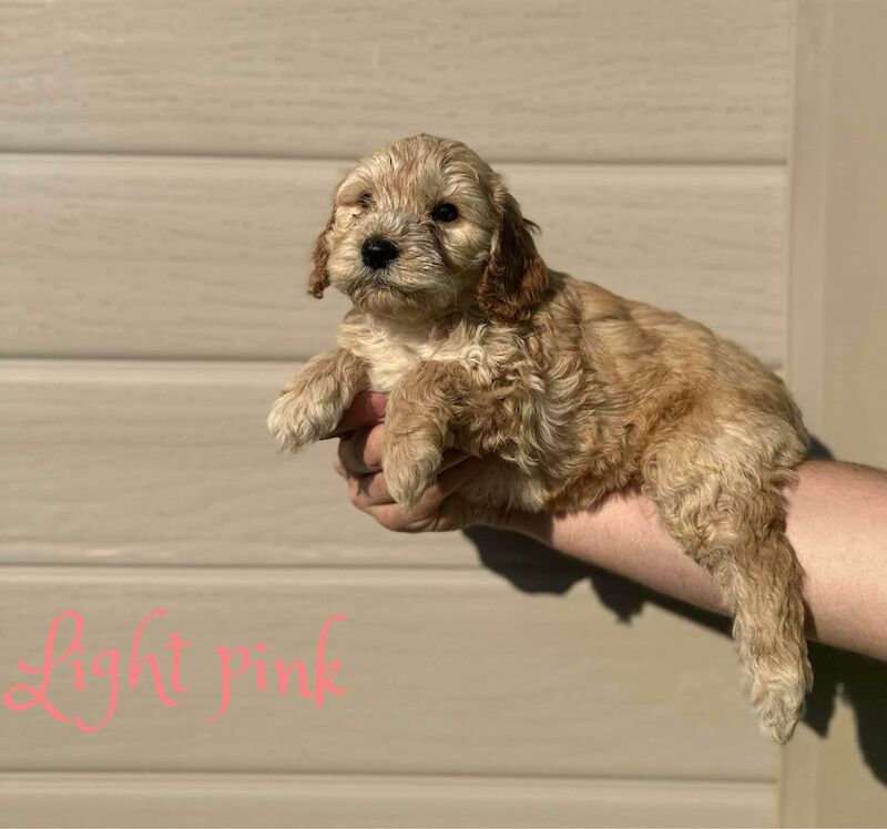 Cockapoo puppies for sale in Newport, Isle of Wight – 2 years old - Image 8 of 9