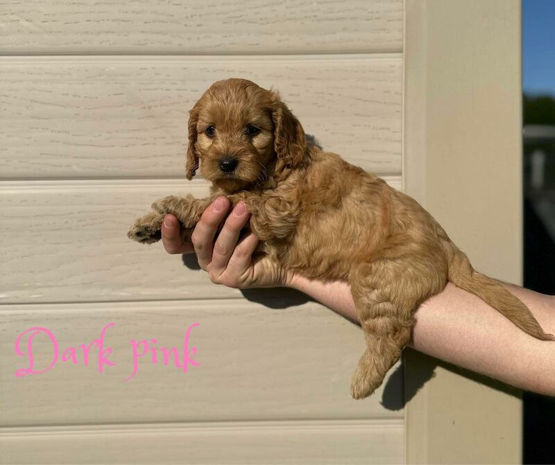 Cockapoo puppies for sale in Newport, Isle of Wight – 2 years old - Image 9 of 9