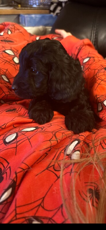 Cockapoo puppies for sale in Denton, Greater Manchester – 9 weeks old
