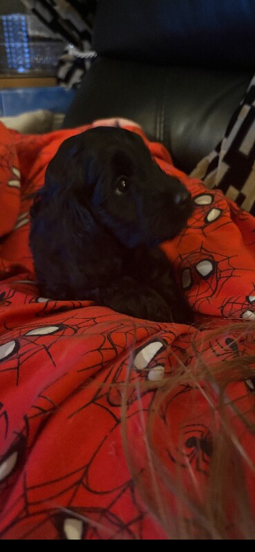 Cockapoo puppies females only - Image 2 of 6