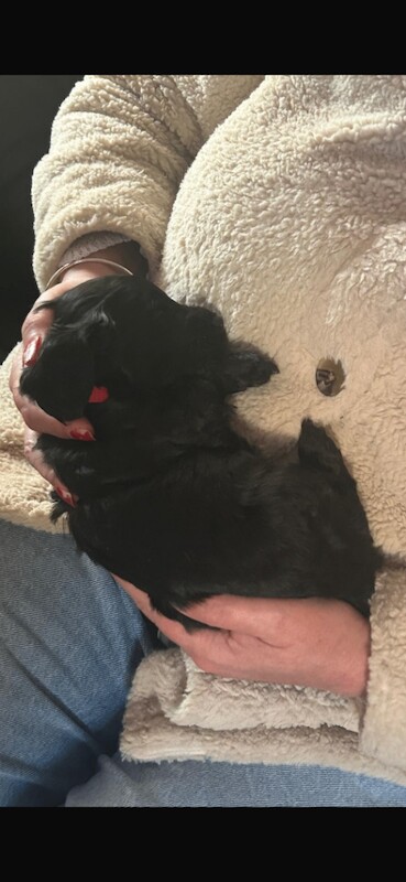 Cockapoo puppies females only - Image 3 of 6