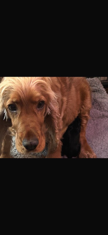 Cockapoo puppies females only - Image 4 of 6