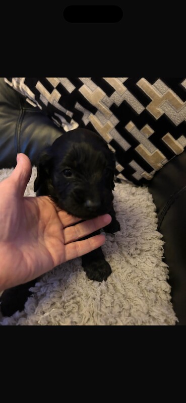 Cockapoo puppies females only - Image 5 of 6